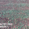 Healthy Red - Image 2