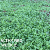Healthy Red - Image 3