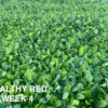 Healthy Red - Image 5